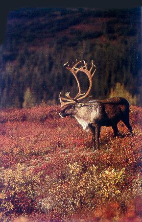 lj Caribou On Autumn Tundra-Denali NP Alaska.jpg
