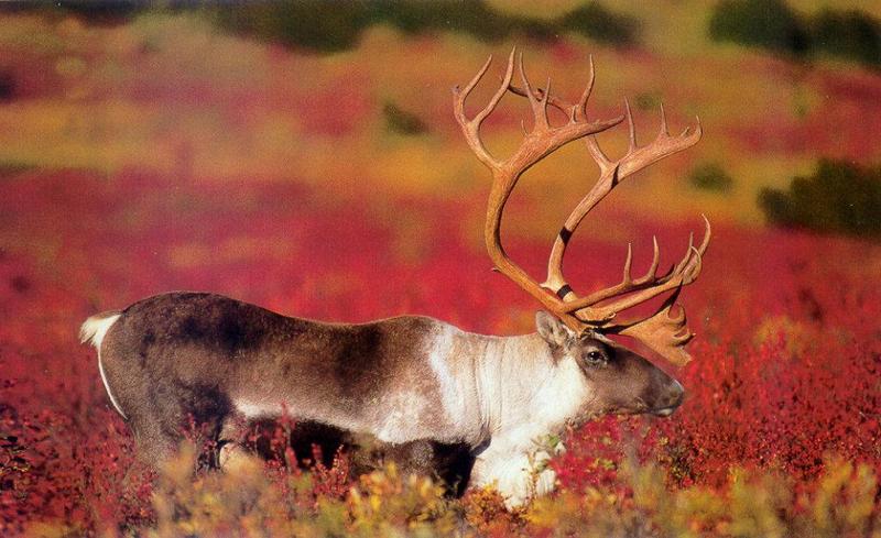 lj Terry Parker Caribou-The Barrens Canadian Arctic NW Territory.jpg