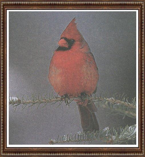 14 Illinois State Parks-Photo Richard Day-Male Cardinal graylady.jpg