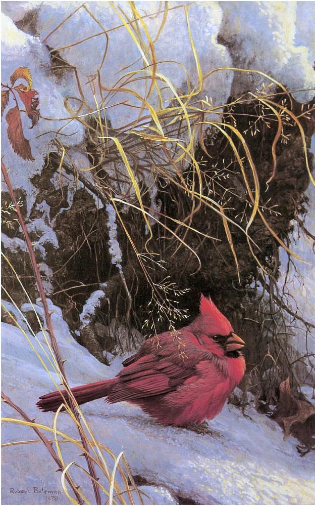 Bateman - Winter Cardinal 1978 zw.jpg