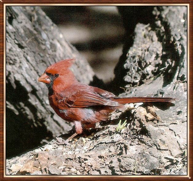Bird bb002-Northern Cardinal-perching on rocky hill.jpg