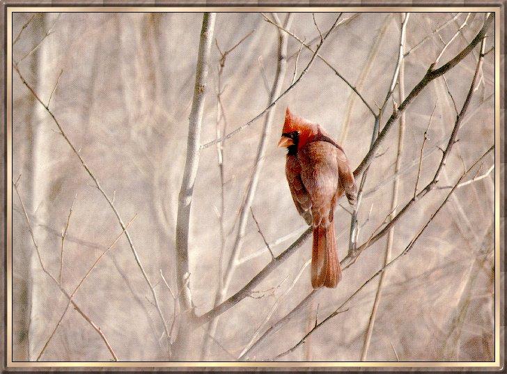 Bird bb009-Northern Cardinal-perching on branch.jpg