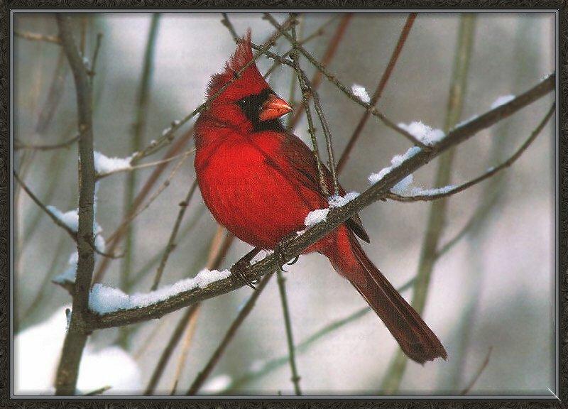 Cardinal 03-On Snow Tree.jpg