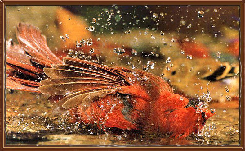 Cardinal 04-Bathing.jpg