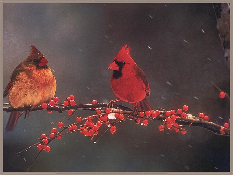 Cardinal 11-Redbirds-Pair-on Fruit Tree in Snow Fall.jpg
