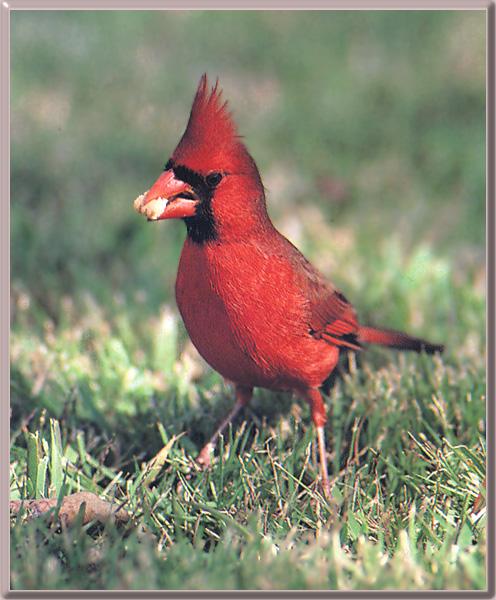 Cardinal 12-RedBird-On the ground.jpg