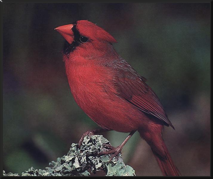 Cardinal 13.jpg
