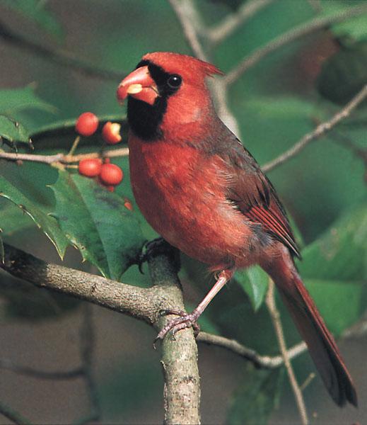 Cardinal Male 37-Eating nut on branch.jpg
