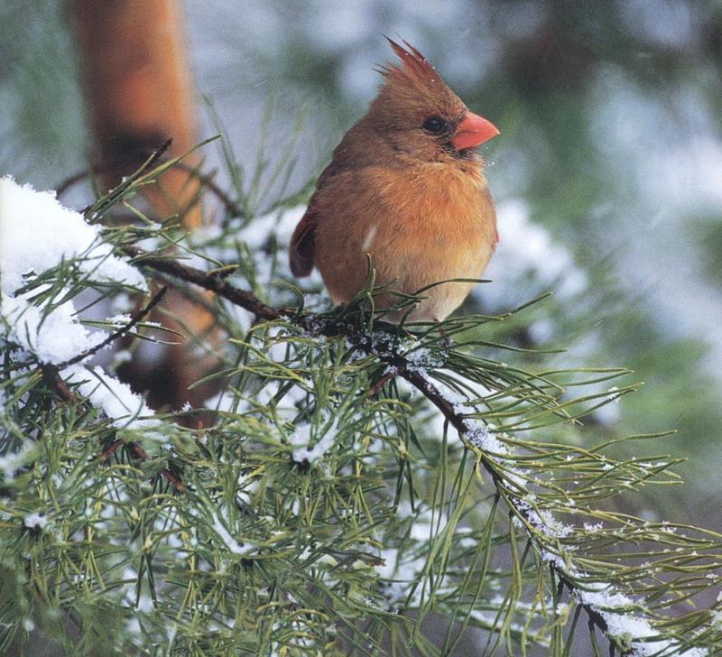 cardinal on tree.jpg