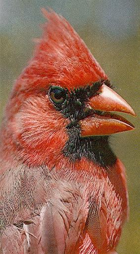 cardinal2-Face Closeup.jpg