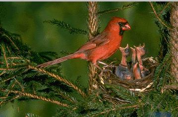 Cardinal-redbird.jpg