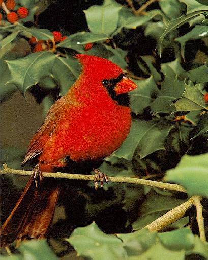 cardinal-RedBird1.jpg