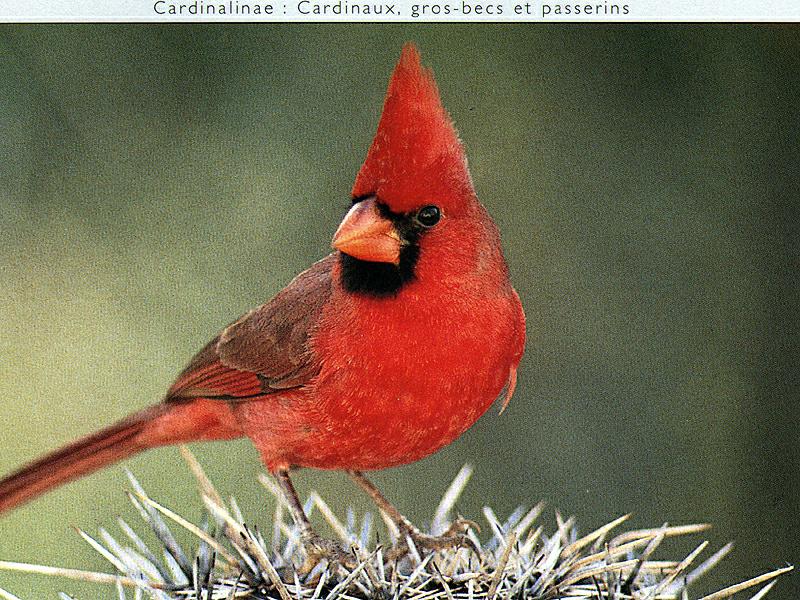 Ds-Oiseau 015-Northern Cardinal-perching on cactus.jpg
