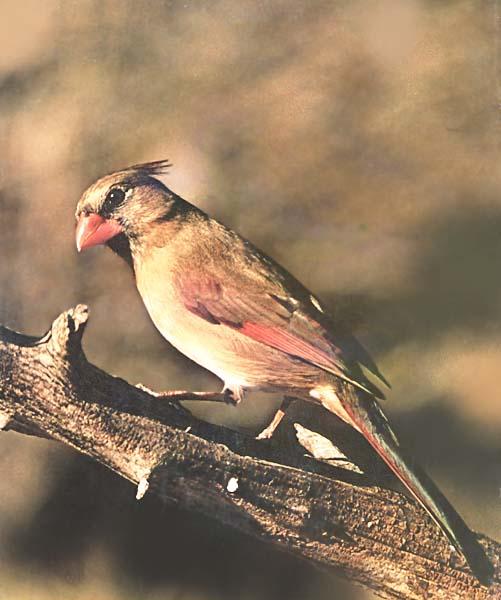 Female Cardinal-Perching on log.JPG