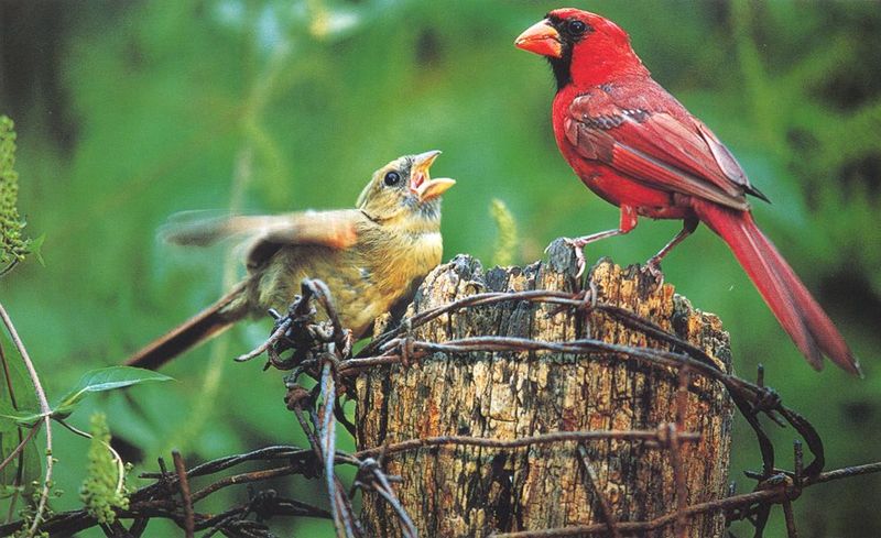 Northern cardinals-pair-by Joel Williams.jpg