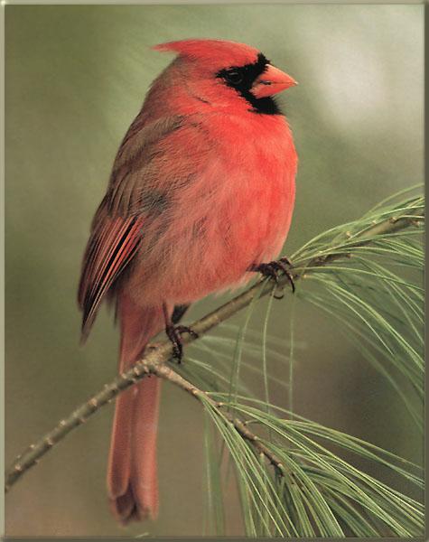 Northern Cardinal 07-Perching on pine branch.jpg