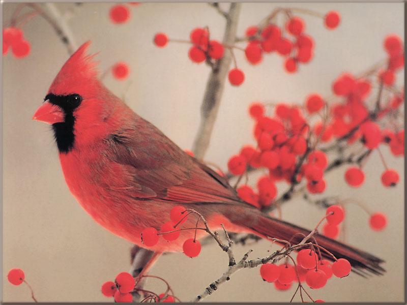 Northern Cardinal 12-Perching on cherry branch.jpg