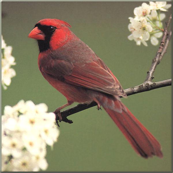 Northern Cardinal 15-Male-Perching on bloomed branch.jpg
