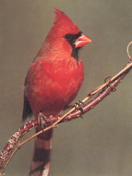 Northern Cardinal 36-Perching on branch.jpg