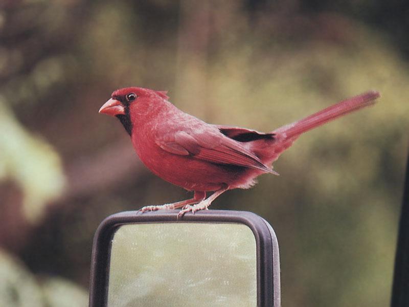 Northern Cardinal 37-Perching on rearview mirror.jpg
