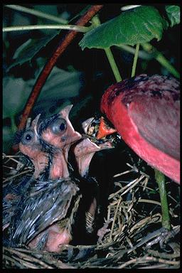 P079 044-Cardinals-feeding chicks on nest.jpg