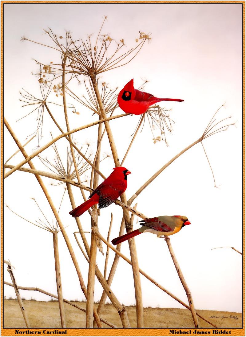 p-bwa-07-Northern Cardinals-Painting by Michael James Riddet.jpg