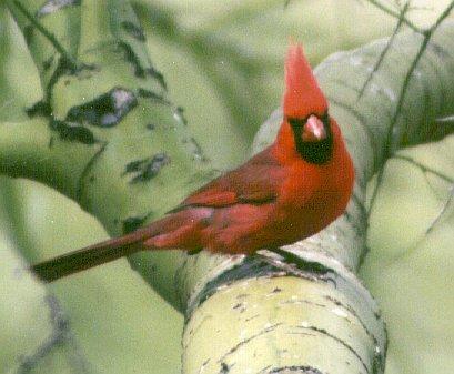 RedBird-Cardinal-04.jpg