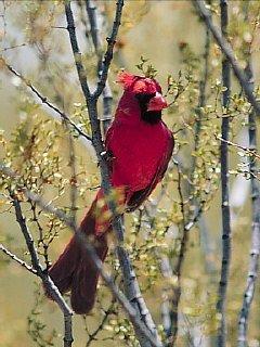 RedBird-Cardinal-05.jpg