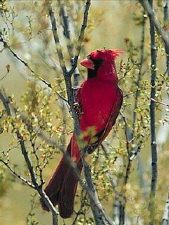 RedBird-Cardinal-06.jpg