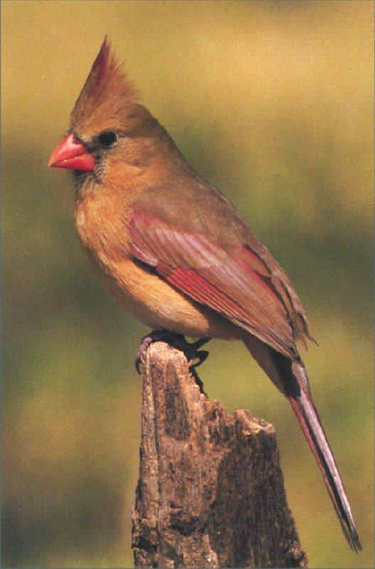 RedBird-Cardinal-Female-01.jpg