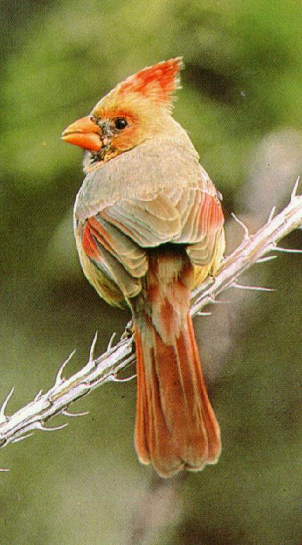 redBird-Northern Cardinal Female.jpg