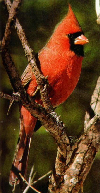 redBird-Northern Cardinal Male.jpg