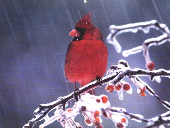 RedBird on Tree-Cardinal-Raining.jpg