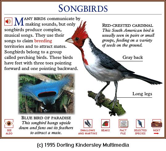 DKMMNature-Songbird-Red-crested Cardinal.gif