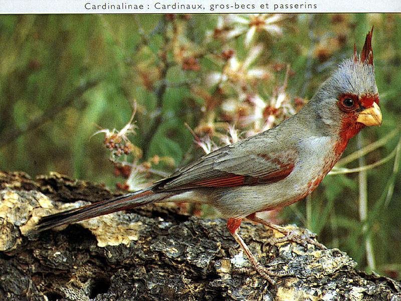 Ds-Oiseau 144-Pyrrhuloxia-perching on log.jpg