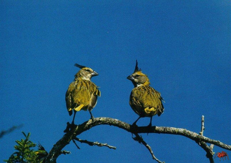 yellow cardinal (gubernatrix cristata).jpg