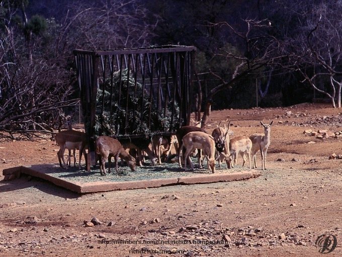 Fantlop-Antelope Herd under feeder.jpg