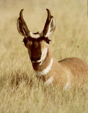 nature1-Antelope.jpg