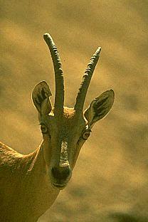SDZ 0212-Antelope-Face.jpg