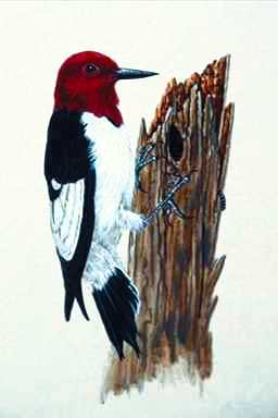 Bird Painting-Red-headed Woodpecker-pecking log.jpg