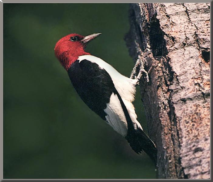 Red-headed Woodpecker 02.jpg