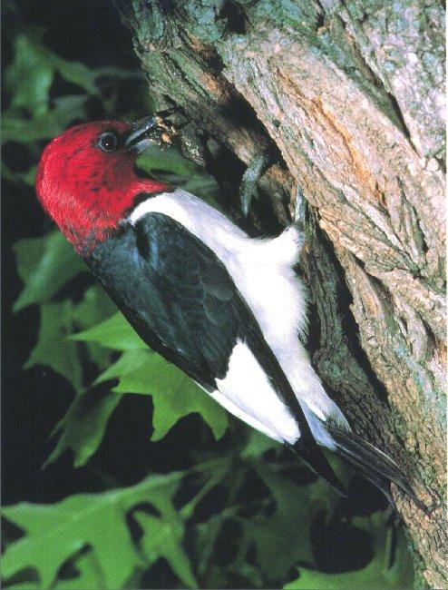 Red-headed Woodpecker 03.jpg