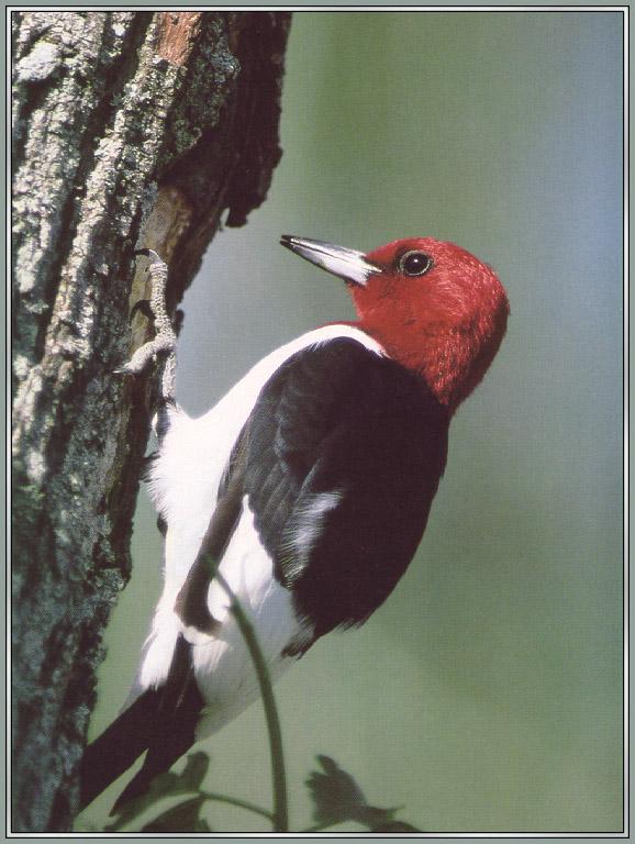 Red-headed Woodpecker 01-sj.jpg