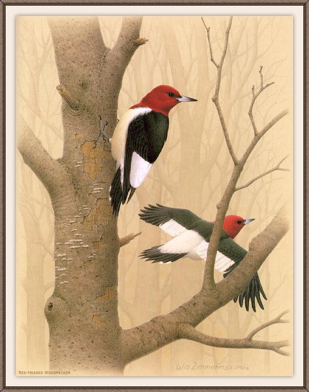sj wbz 01 red-headed woodpecker.jpg