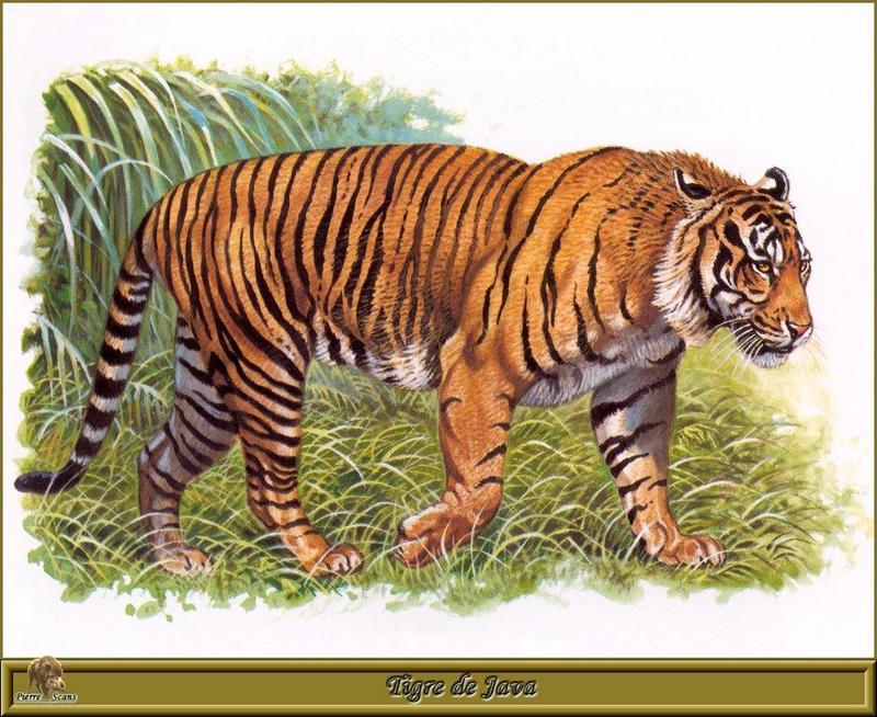PO pfrd 041 Tigre de Java.jpg
