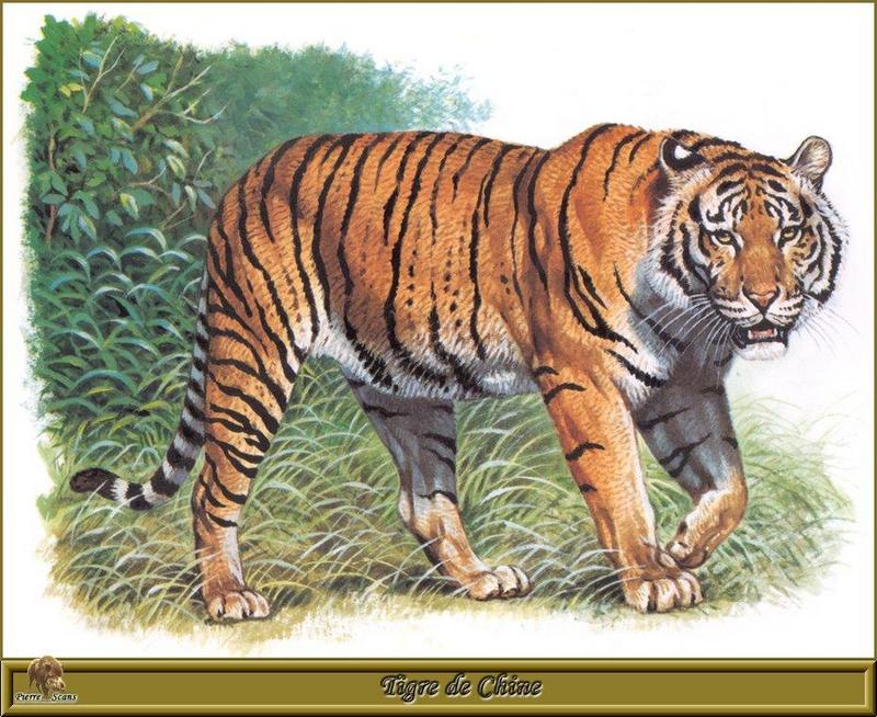 PO pfrd 038 Tigre de Chine.jpg