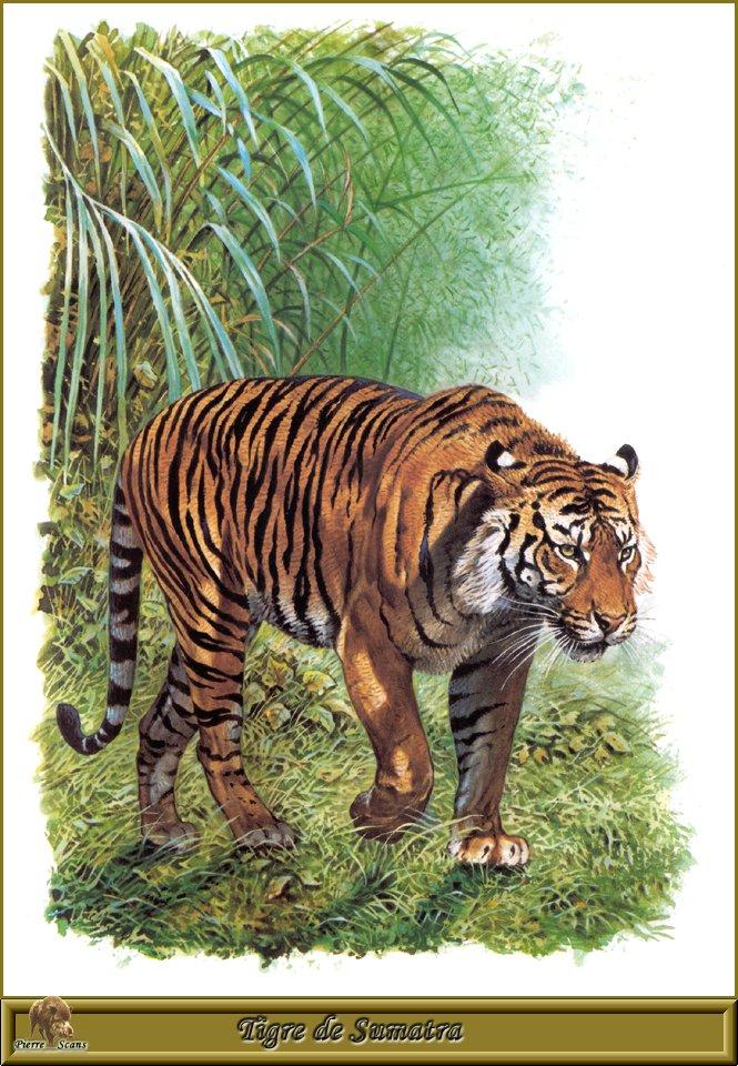 PO pfrd 004 Tigre de Sumatra.jpg