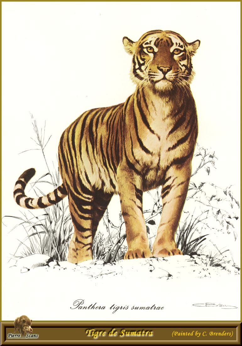 PO pfel 15 Tigre de Sumatra.jpg