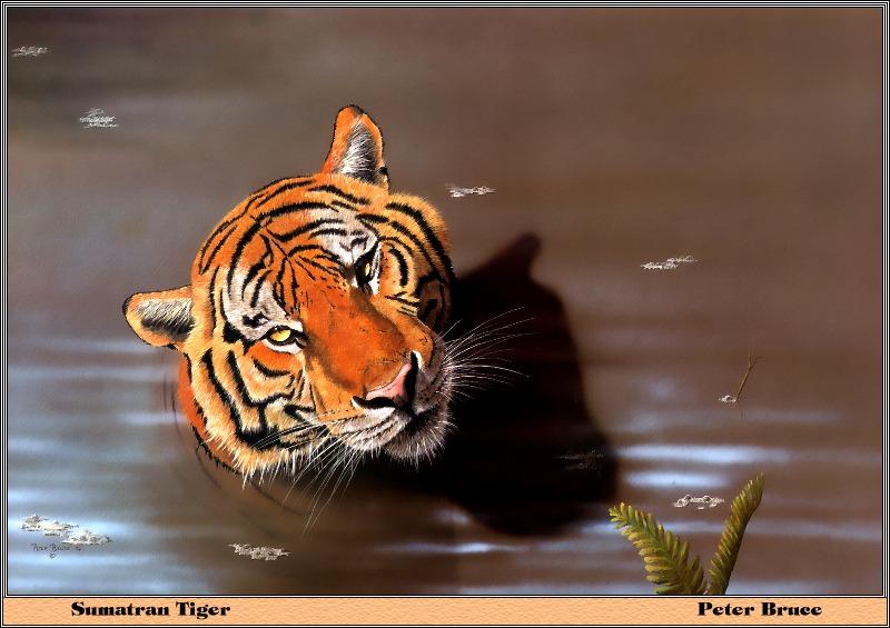 p-bwa-41-Sumatran Tiger-in water-Painting by Peter Bruce.jpg