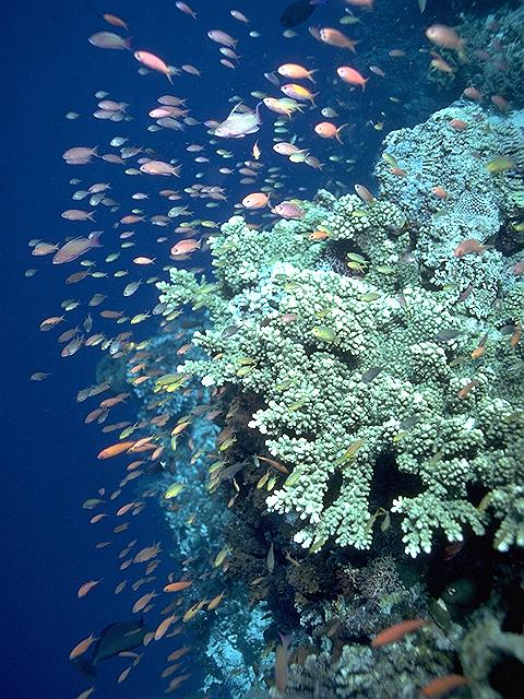 Under The Sea-d2b coral and Tropical Fishes.jpg